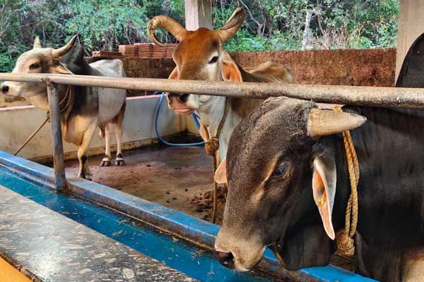 ಕೈರಂಗಳದ ಪುಣ್ಯಕೋಟಿ ಅಮೃತಧಾರಾ ಗೋಶಾಲೆಯಲ್ಲಿ ನಾಲ್ಕನೇ ವರುಷದ ಗೋಮಾಸಾಚರಣೆ